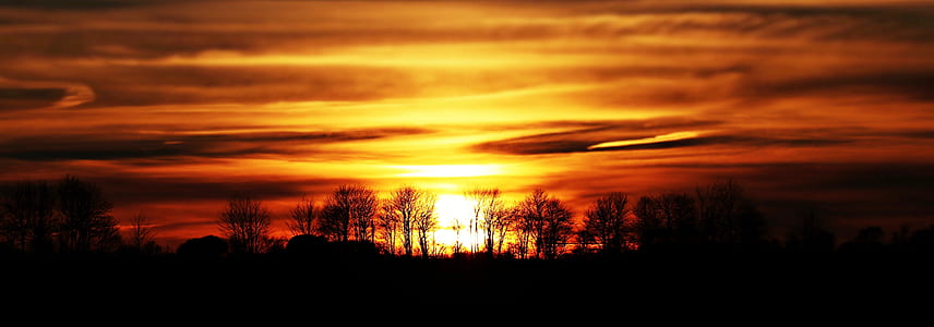 silhouette of leafless trees thumbnail