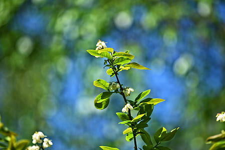 selective focus photography of green leafed plant thumbnail