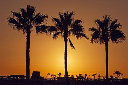 three coconut tree silhouettes thumbnail