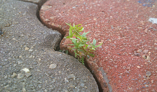 green leafed plant thumbnail