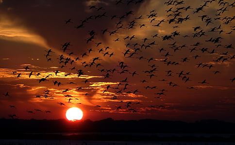 silhouette of flock of birds on mid-air during sunset thumbnail