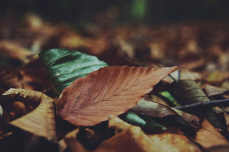 brown and green leaves on ground during daytime thumbnail