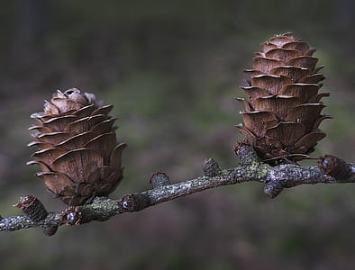 close-up photography of two brown pine cones thumbnail