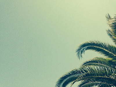 palm tree thumbnail