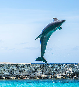 dolphin on the sea photo during daytime thumbnail