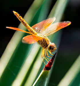 Orange Dragonfly on Red and Green Leaf thumbnail