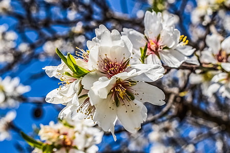 blooming white petaled flower thumbnail