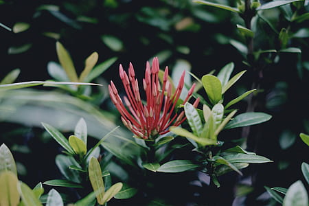 selective focus photography of red petaled flower thumbnail