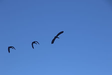 Photography of Three Flying Birds thumbnail