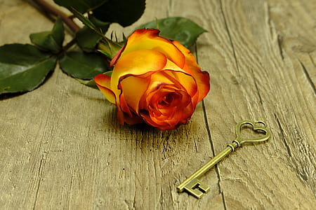 orange rose on brown floor beside gold skeleton key thumbnail