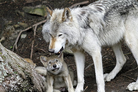two wolves bear tree trunk thumbnail