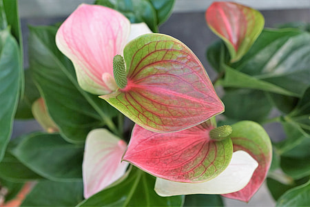 pink and green leaves thumbnail