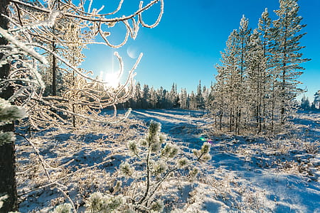 Pine Trees in Winter thumbnail