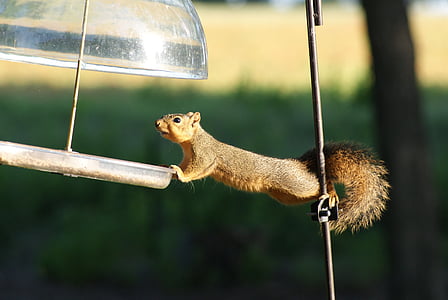 selective focus photography of squirrel thumbnail