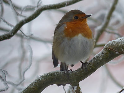 close-up photo of bird perched on stem thumbnail