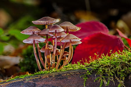 macro shot photography of brown mushrooms thumbnail