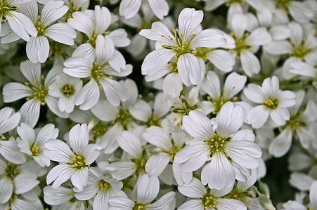 Cerastium Tomentosum, Ground Cover thumbnail