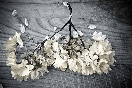 grayscale photography of white flowet thumbnail
