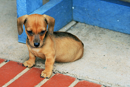 smooth black and tan dachshund puppy on concrete surface thumbnail