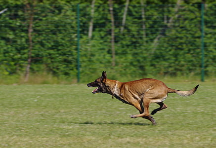 adult tan Belgian malinois running on green grass field during daytime thumbnail