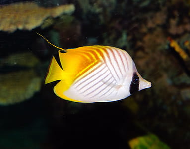 yellow and white discus fish thumbnail