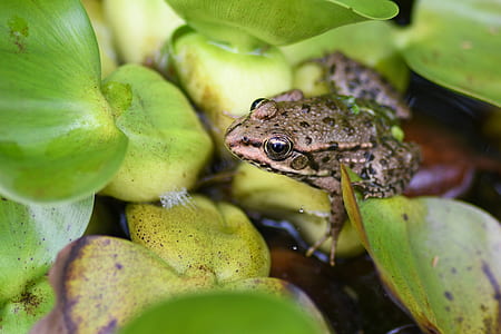 frog resting on plant leaf thumbnail