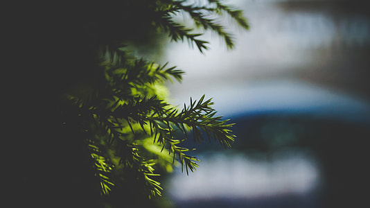 shallow focus photography of green leaf thumbnail