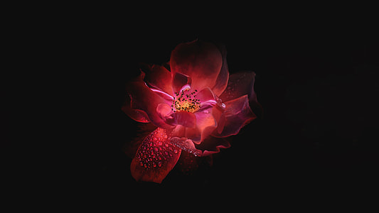 low light photography of red flower thumbnail