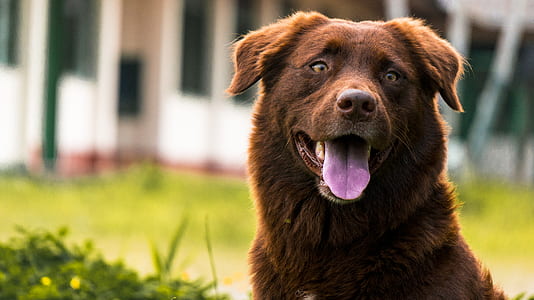 summer, animal, dog, pet thumbnail