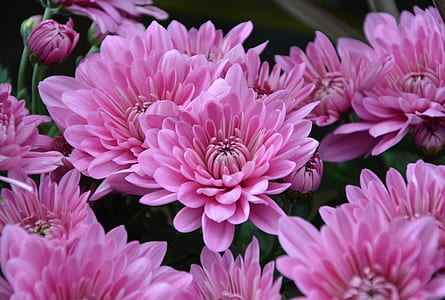 pink flowers thumbnail