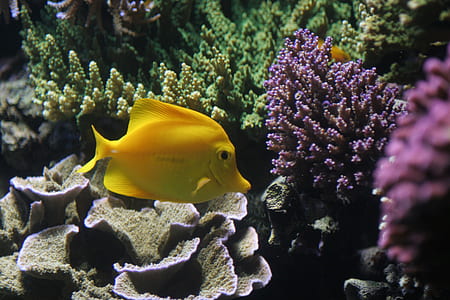 yellow fish near coral reef thumbnail