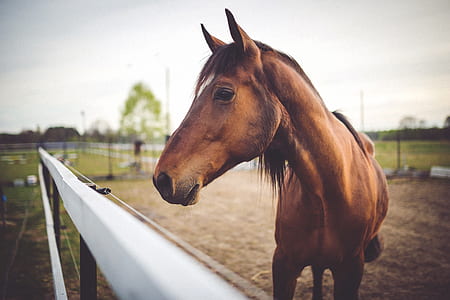 selective focus photography of brown horse thumbnail