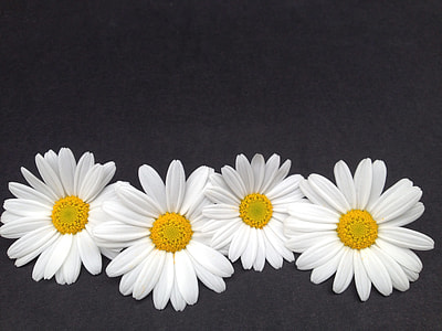 four whtie petaled flowers thumbnail