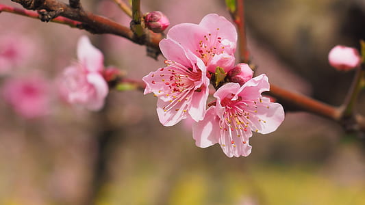 shallow focus photography of pink flowers thumbnail