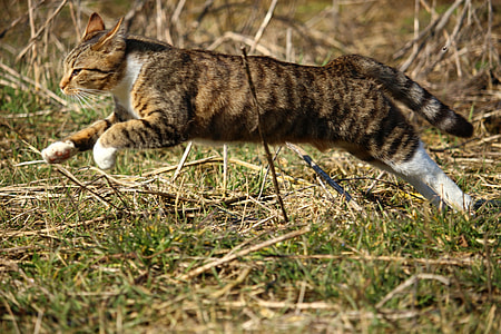 brown tabby cat running during day time thumbnail