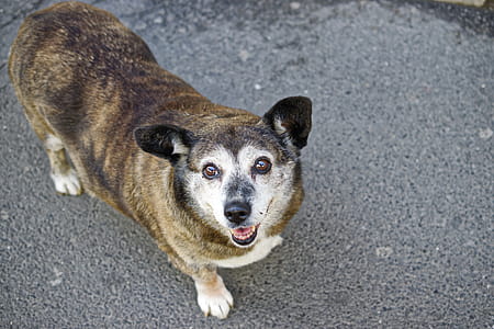 Adult Brindle Corgi thumbnail