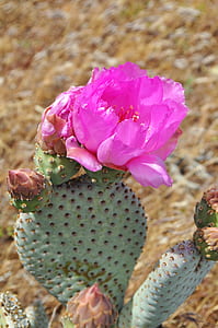 close-up photo of pink cactus flower thumbnail