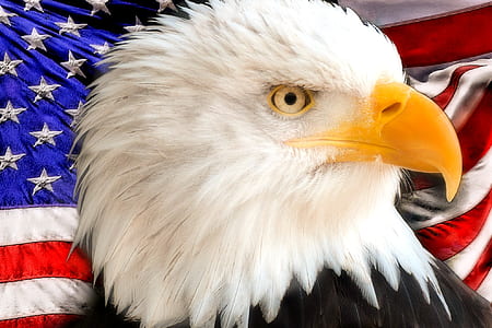 bald eagle and United States of America flag thumbnail