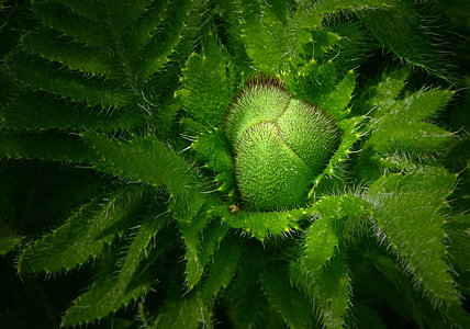 closeup photo of green leaf plant thumbnail