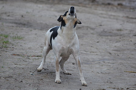 short-coated black and white dog on brown soil thumbnail