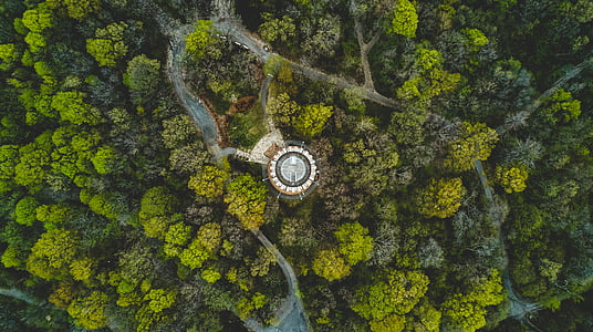 aerial view of trees thumbnail