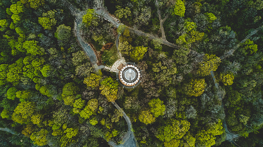 arial view of trees thumbnail
