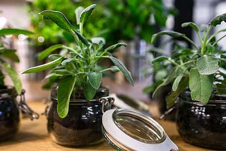 Green plants in glass jars on a table thumbnail