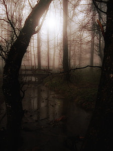 silhouette of trees thumbnail