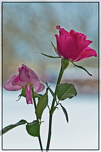 closeup photography of pink rose flower thumbnail