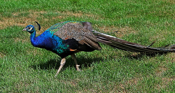 Peacock on green grass thumbnail