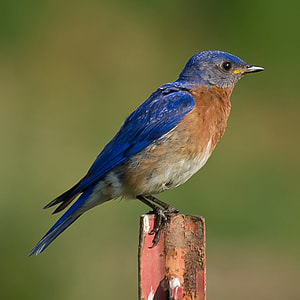 blue and brown bird standing on rod thumbnail
