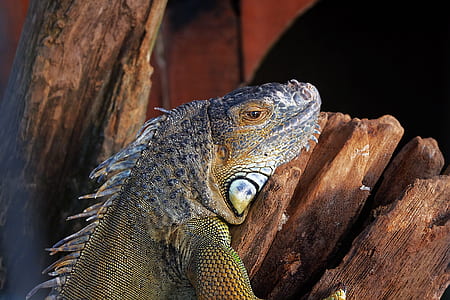 shallow focus photo of iguana thumbnail