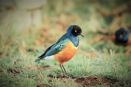 blue and orange bird perching on green grass during daytime thumbnail