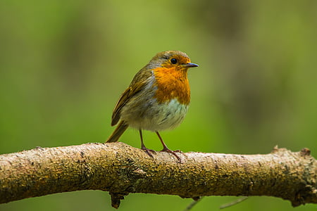 gray and orange bird perched on tree thumbnail